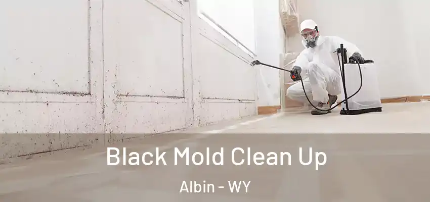  Black Mold Clean Up Albin - WY