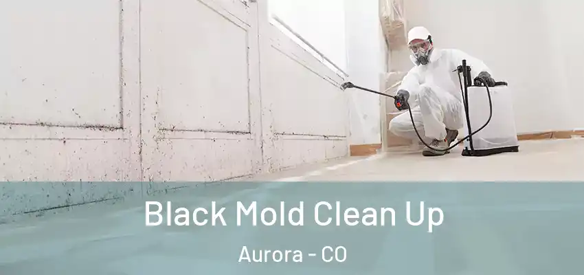  Black Mold Clean Up Aurora - CO