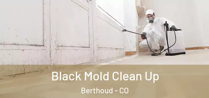  Black Mold Clean Up Berthoud - CO