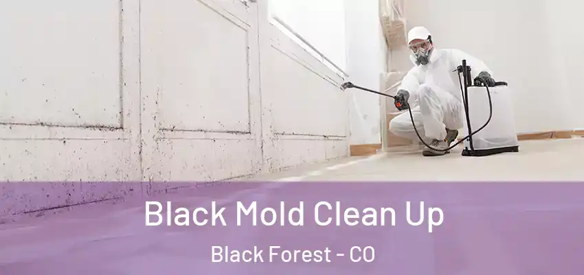  Black Mold Clean Up Black Forest - CO
