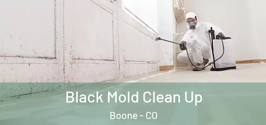 Black Mold Clean Up Boone - CO
