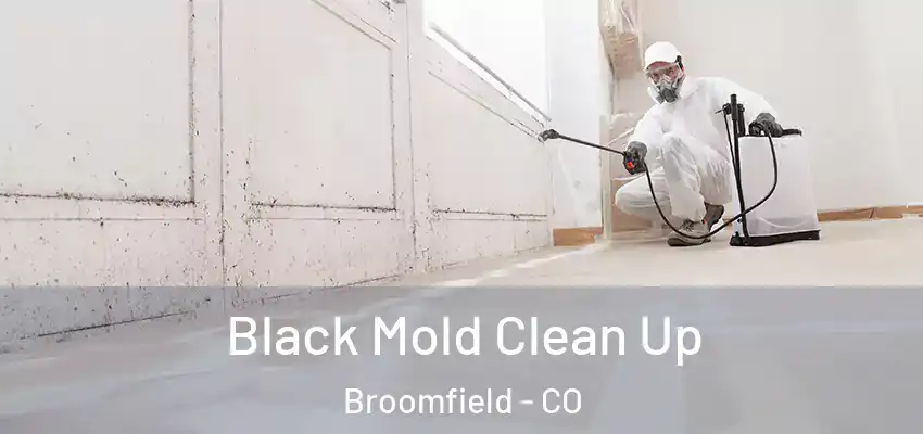  Black Mold Clean Up Broomfield - CO