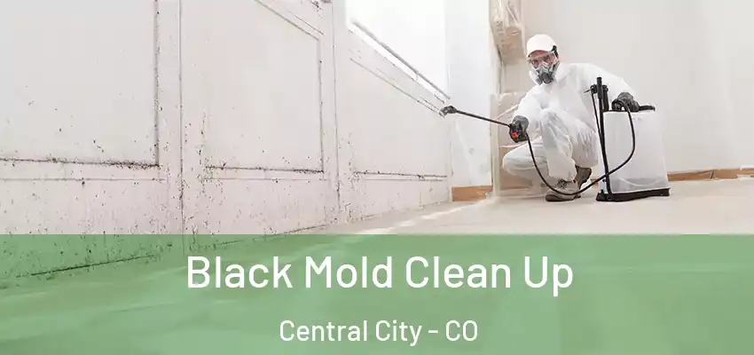  Black Mold Clean Up Central City - CO