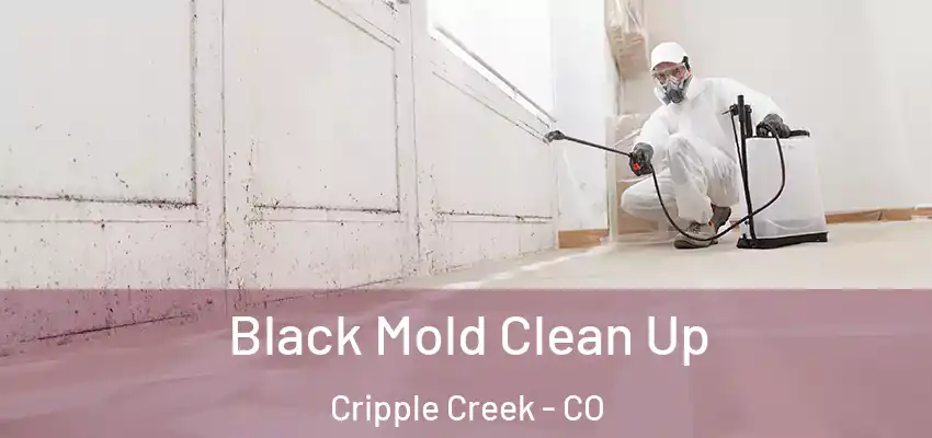  Black Mold Clean Up Cripple Creek - CO