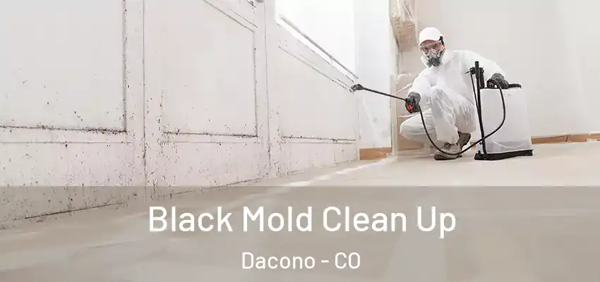  Black Mold Clean Up Dacono - CO
