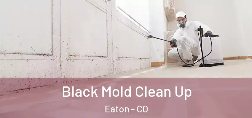  Black Mold Clean Up Eaton - CO