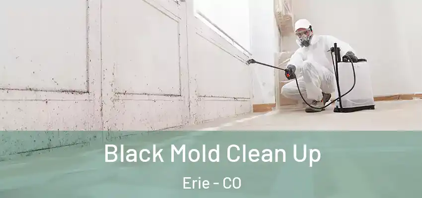  Black Mold Clean Up Erie - CO