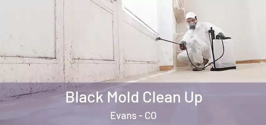  Black Mold Clean Up Evans - CO