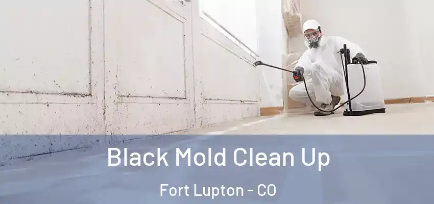 Black Mold Clean Up Fort Lupton - CO