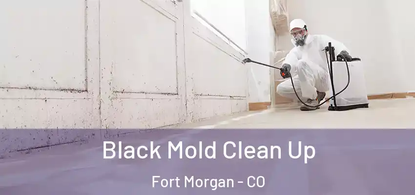  Black Mold Clean Up Fort Morgan - CO