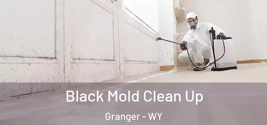  Black Mold Clean Up Granger - WY