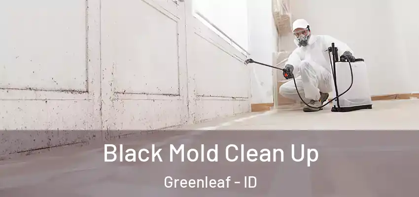  Black Mold Clean Up Greenleaf - ID