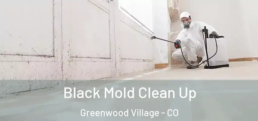  Black Mold Clean Up Greenwood Village - CO