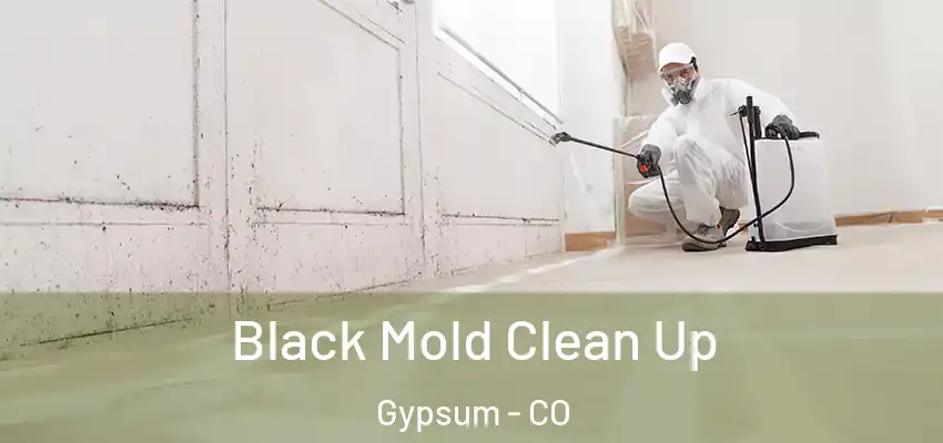 Black Mold Clean Up Gypsum - CO