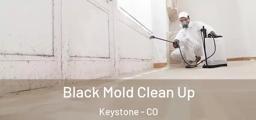 Black Mold Clean Up Keystone - CO