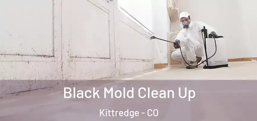  Black Mold Clean Up Kittredge - CO