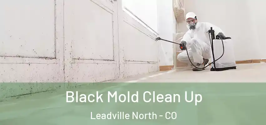  Black Mold Clean Up Leadville North - CO