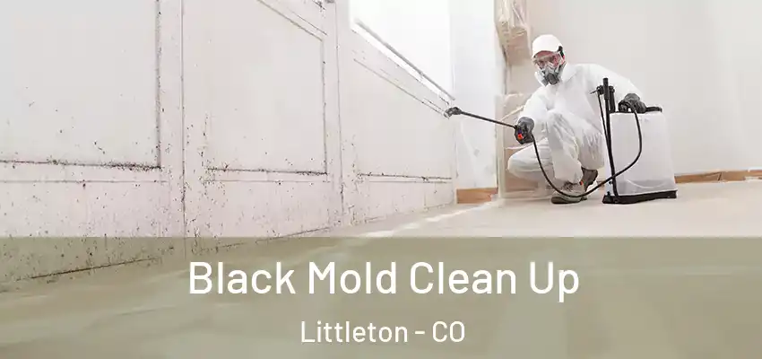  Black Mold Clean Up Littleton - CO