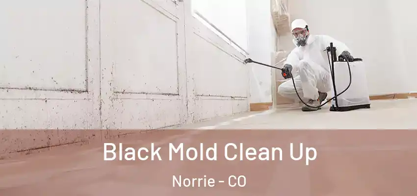  Black Mold Clean Up Norrie - CO