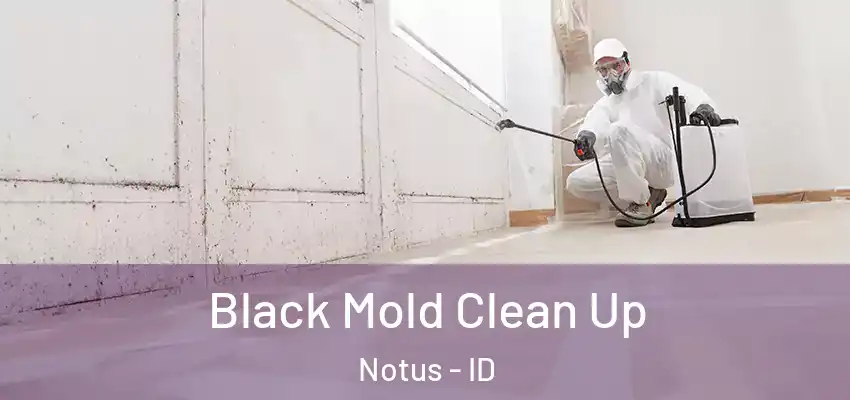  Black Mold Clean Up Notus - ID