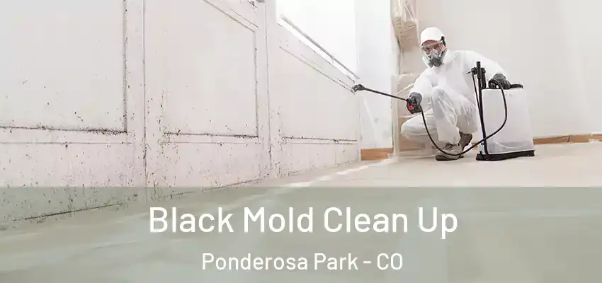 Black Mold Clean Up Ponderosa Park - CO