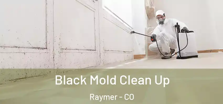  Black Mold Clean Up Raymer - CO