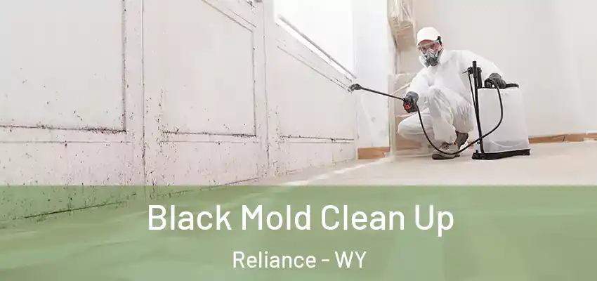  Black Mold Clean Up Reliance - WY