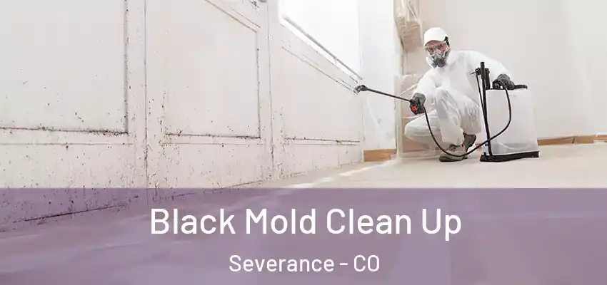  Black Mold Clean Up Severance - CO