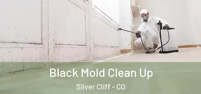  Black Mold Clean Up Silver Cliff - CO