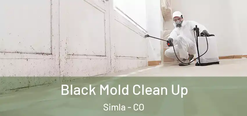 Black Mold Clean Up Simla - CO