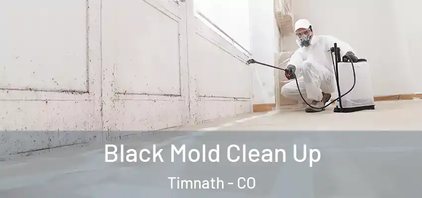  Black Mold Clean Up Timnath - CO