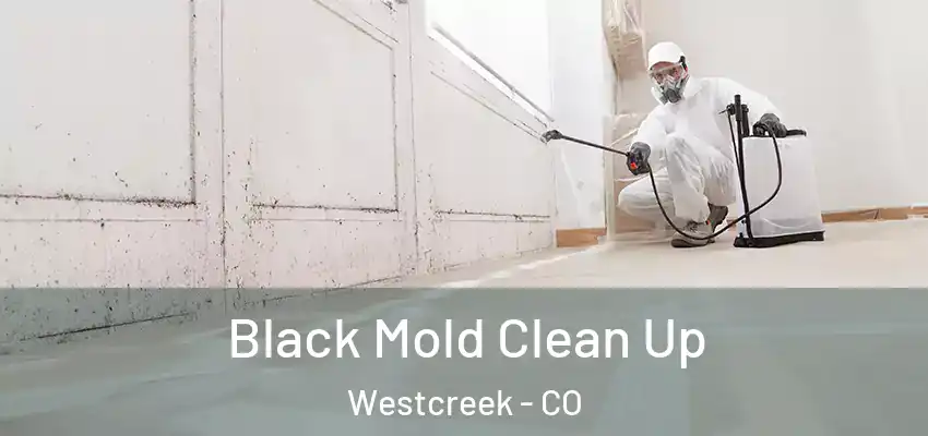 Black Mold Clean Up Westcreek - CO
