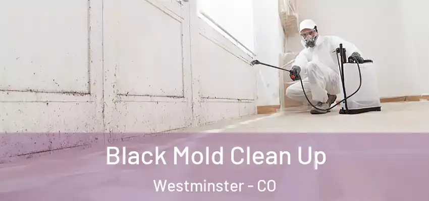 Black Mold Clean Up Westminster - CO