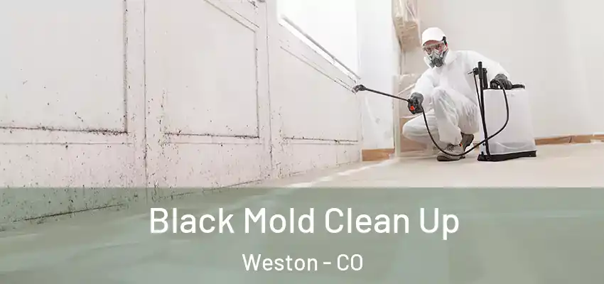  Black Mold Clean Up Weston - CO