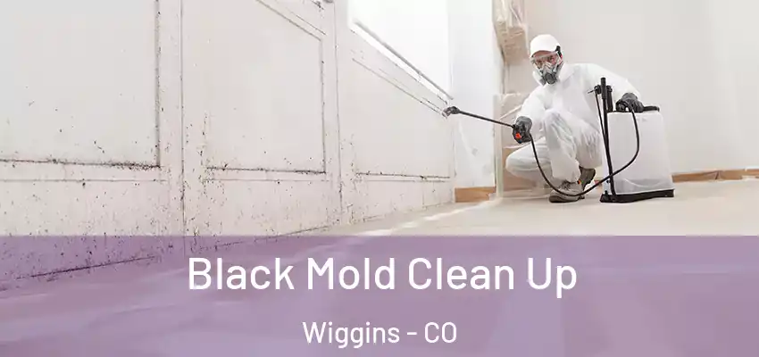  Black Mold Clean Up Wiggins - CO