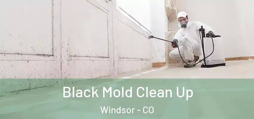  Black Mold Clean Up Windsor - CO