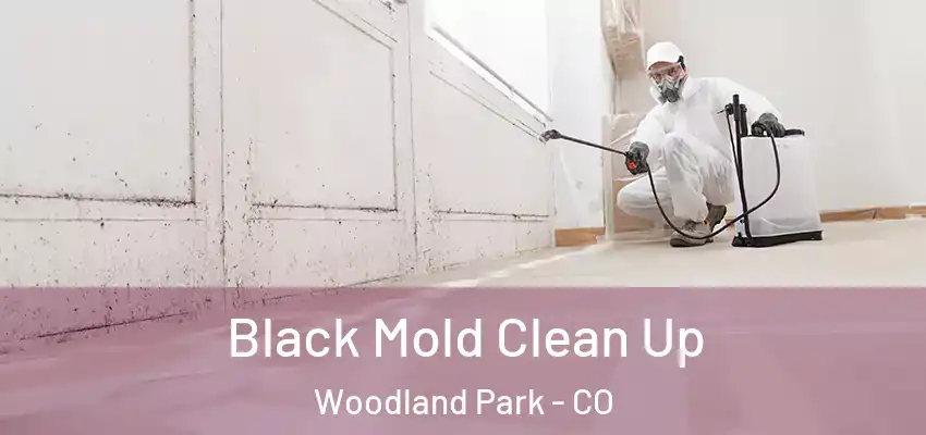  Black Mold Clean Up Woodland Park - CO