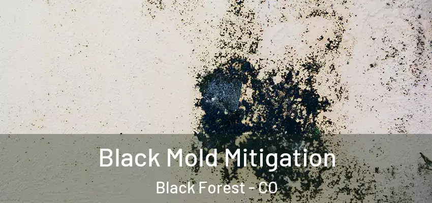  Black Mold Mitigation Black Forest - CO