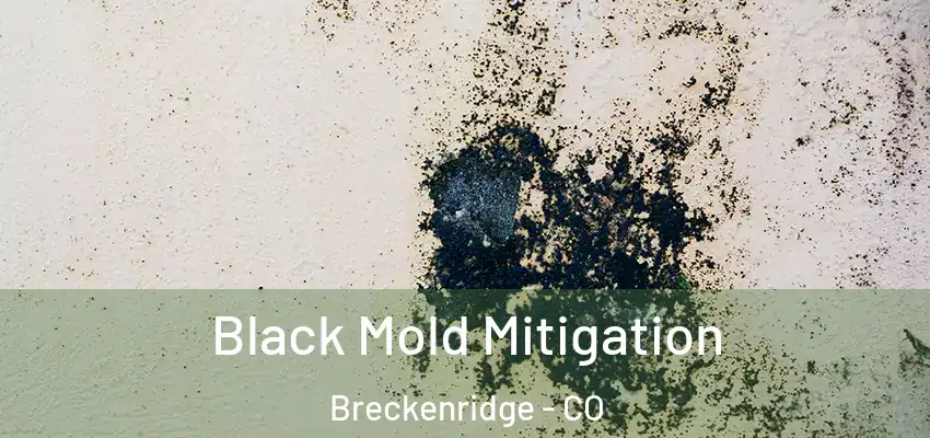  Black Mold Mitigation Breckenridge - CO
