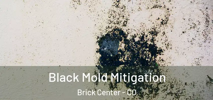 Black Mold Mitigation Brick Center - CO