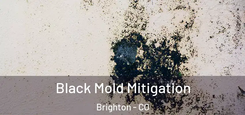  Black Mold Mitigation Brighton - CO