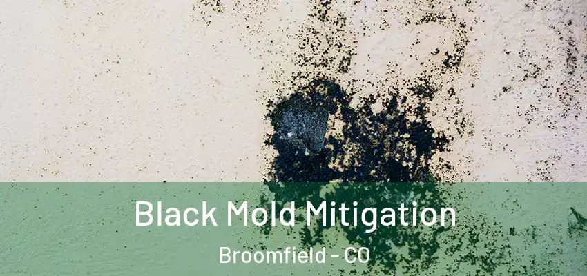  Black Mold Mitigation Broomfield - CO