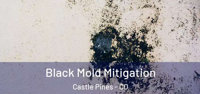  Black Mold Mitigation Castle Pines - CO