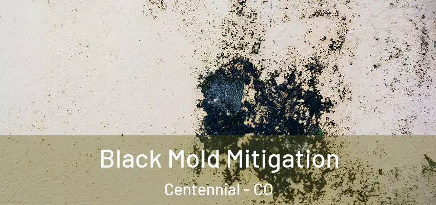 Black Mold Mitigation Centennial - CO