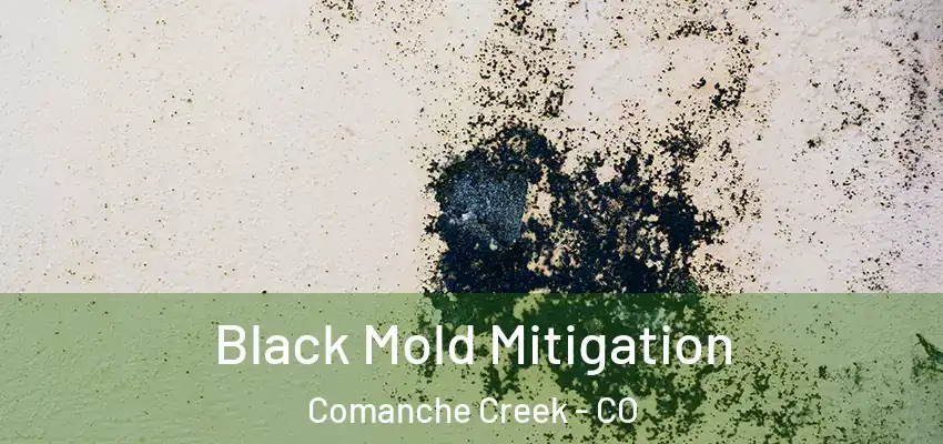  Black Mold Mitigation Comanche Creek - CO