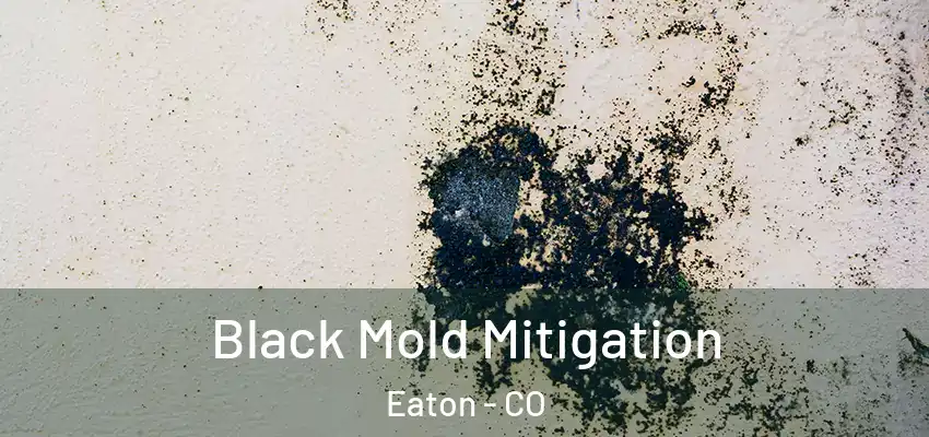  Black Mold Mitigation Eaton - CO