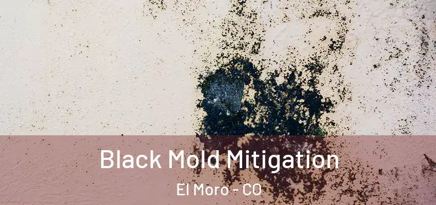 Black Mold Mitigation El Moro - CO
