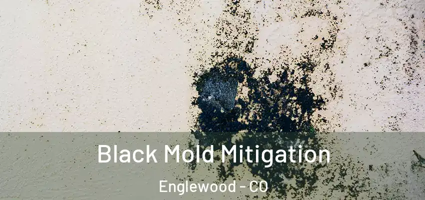 Black Mold Mitigation Englewood - CO