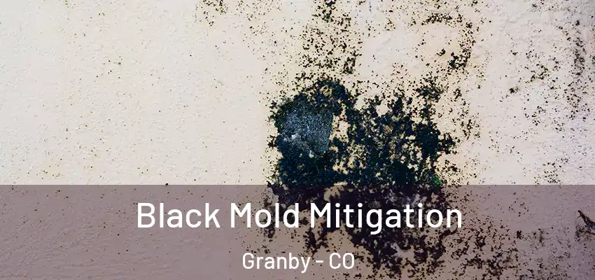  Black Mold Mitigation Granby - CO