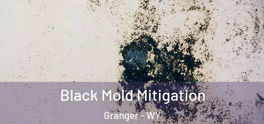  Black Mold Mitigation Granger - WY
